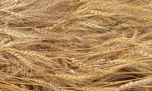 The Benefits Of Wheat Germ For Hair