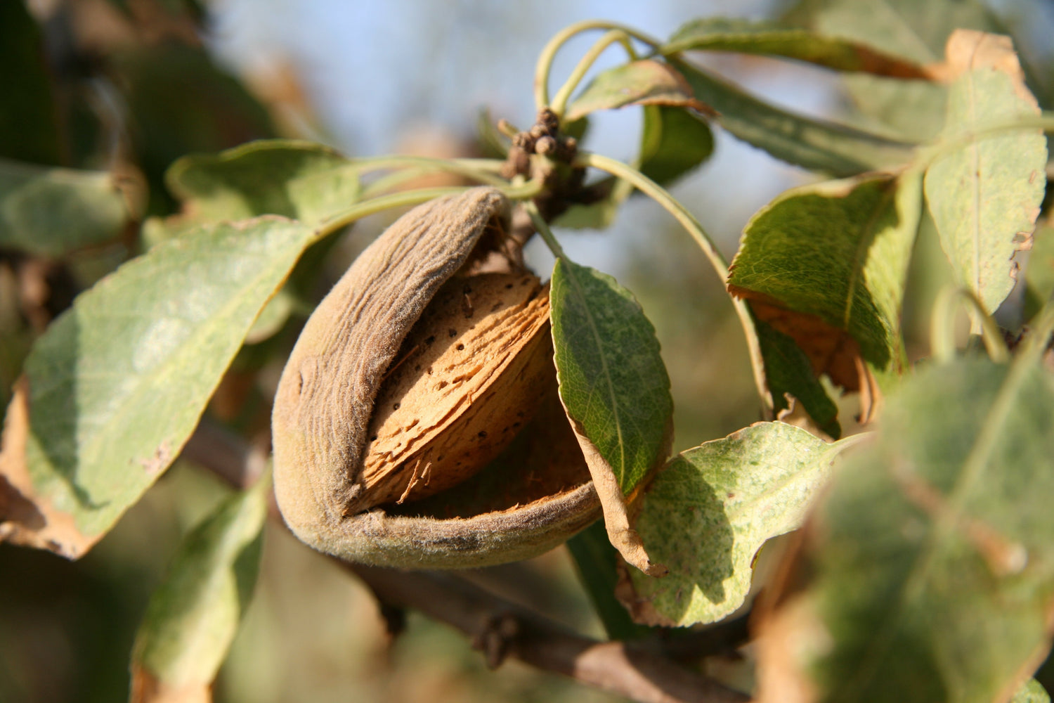 Image of Almond branch