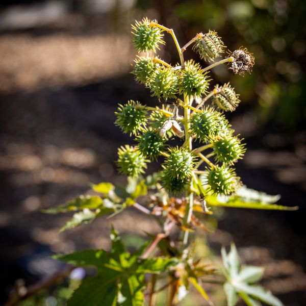 Castor Oil